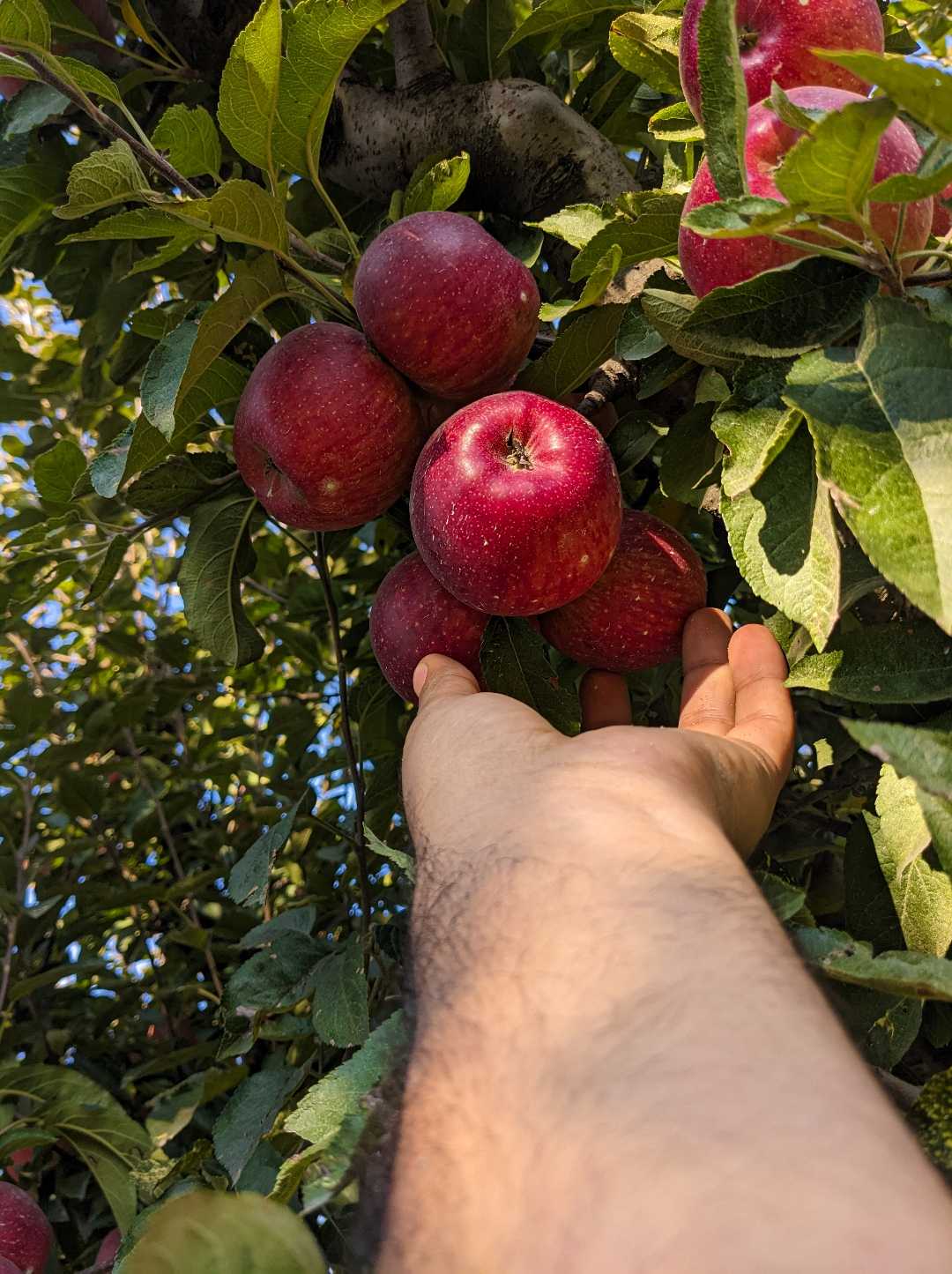 apple 