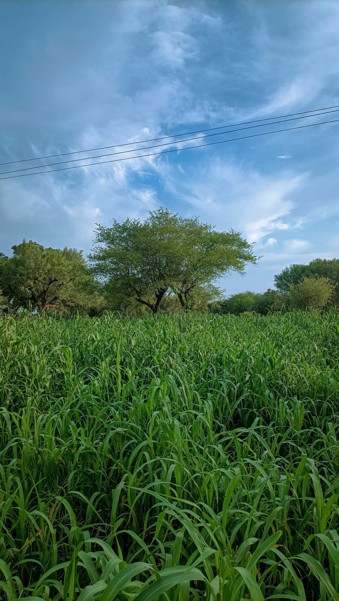 🌿🌿🌿🌿🌿🌿