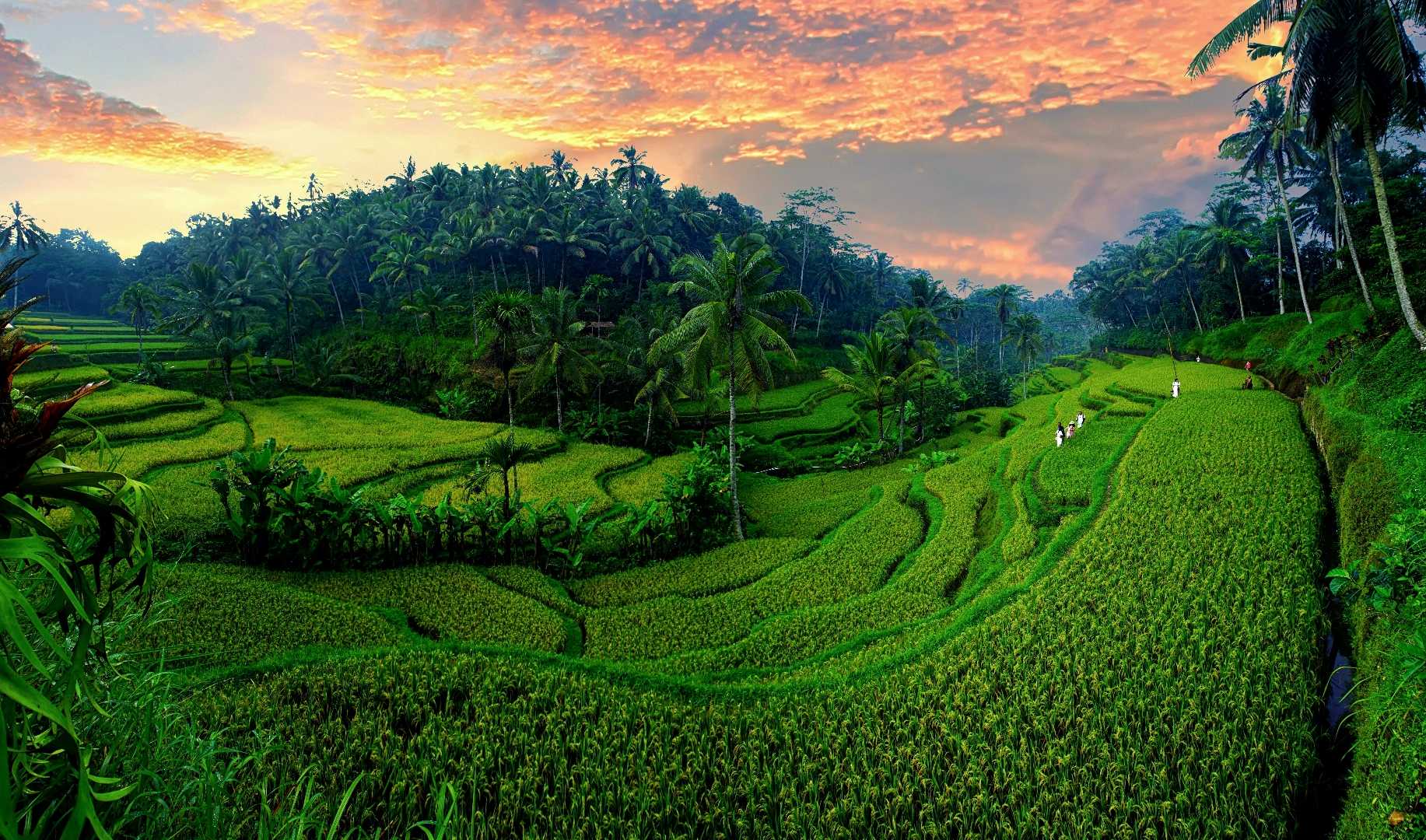 The Rice Terras