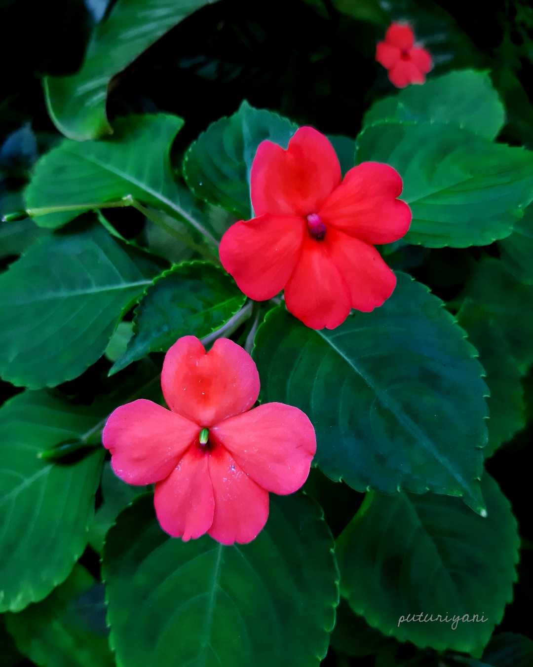 Orange Impatiens Walleriana flower