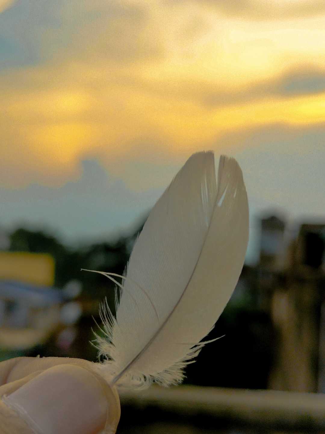 Pigeon feather