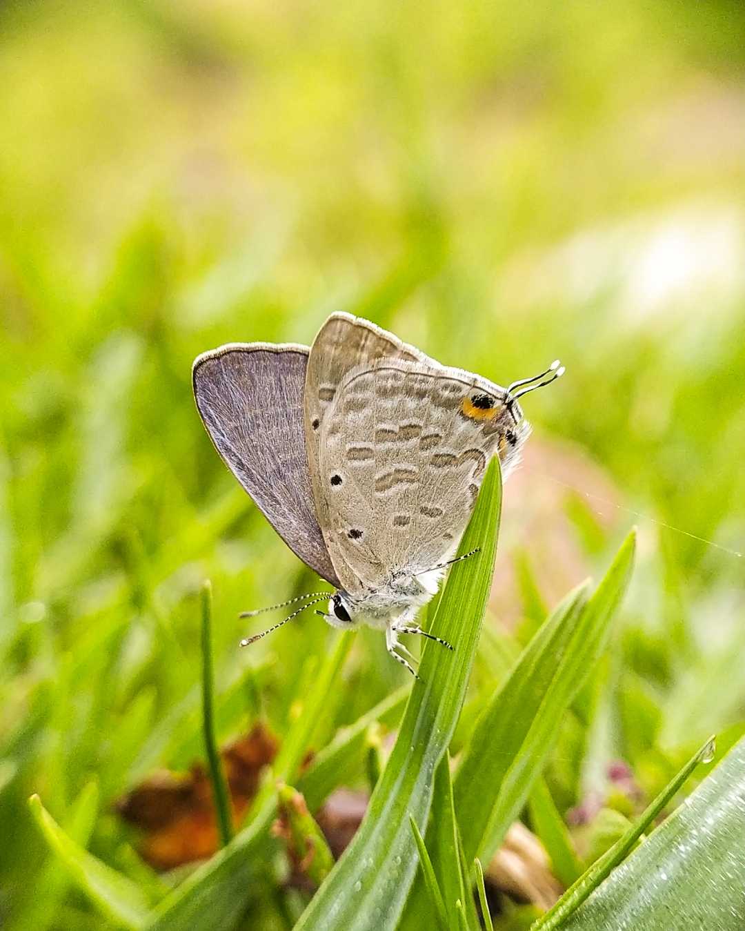 Catochrysops panormus