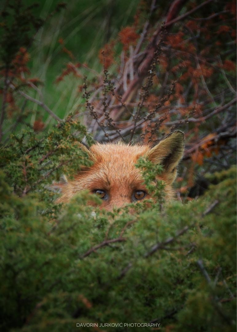 Fox 😊