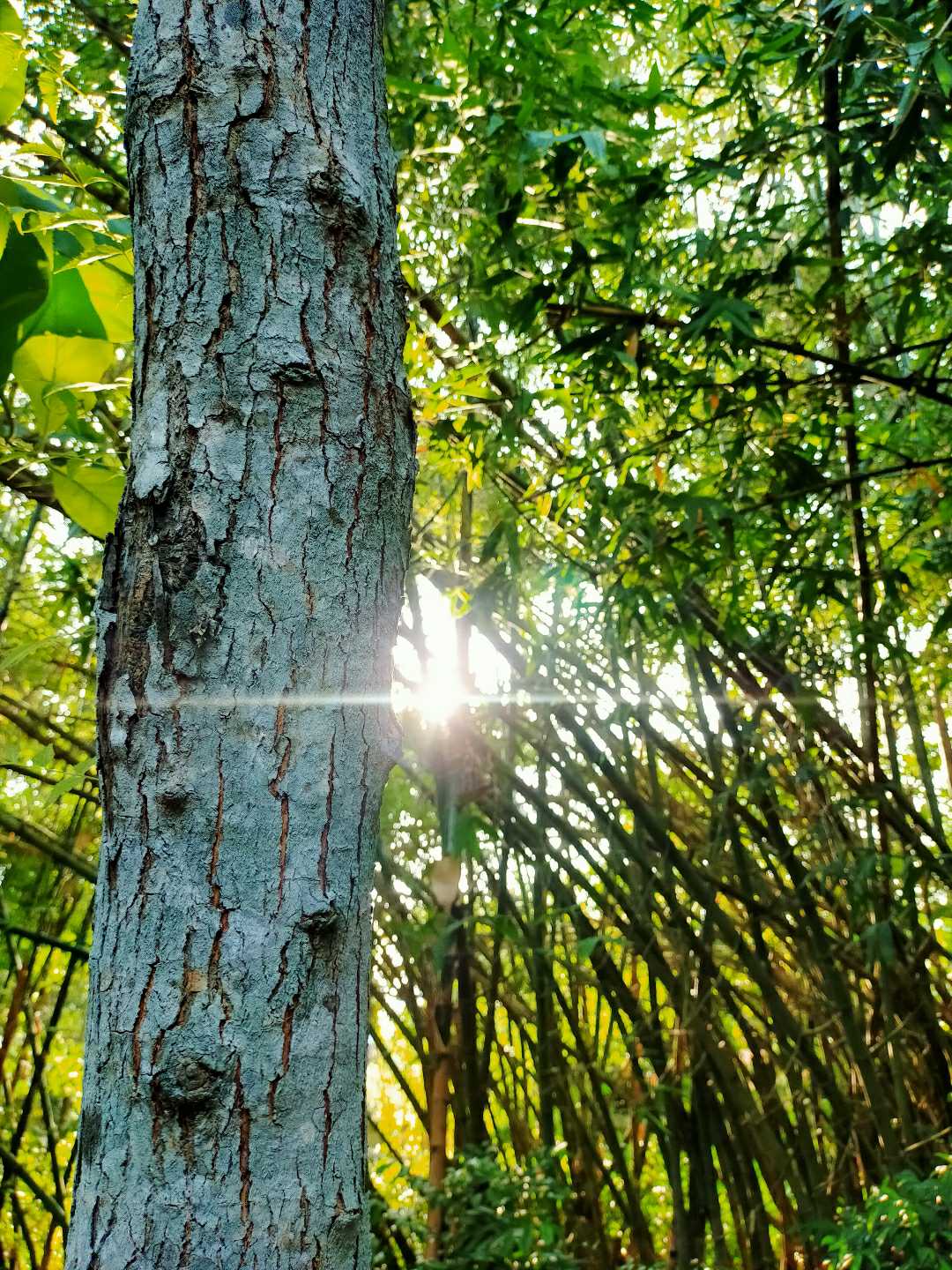 Neem Wood 📸 | (Azadirachta indica)