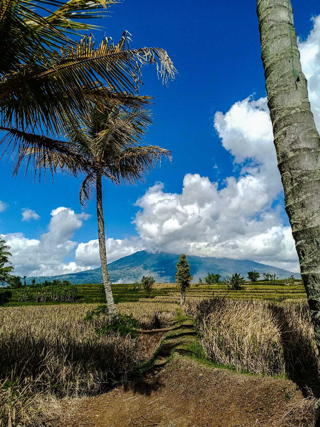my village