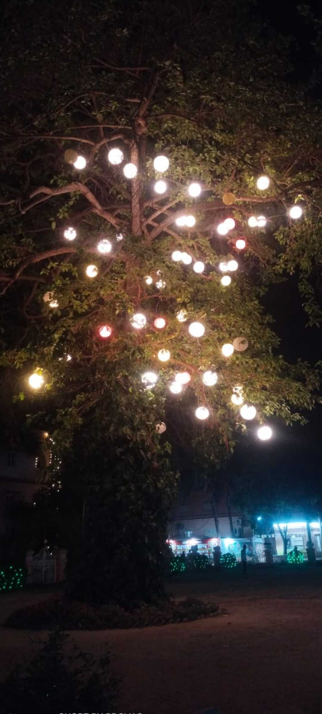 Light of 🌲🌲
