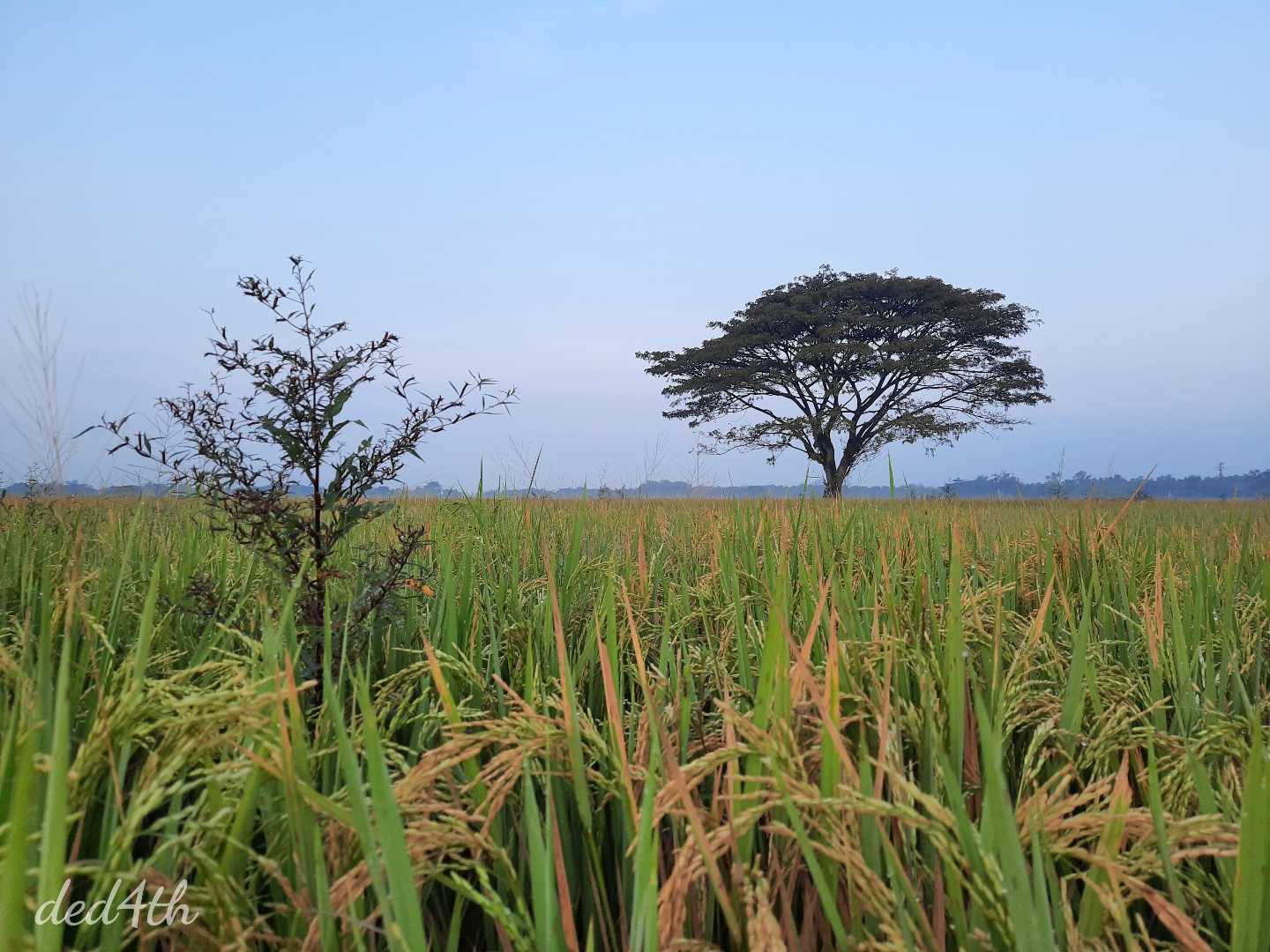 Pohon Jomblo di Tengah Sawah