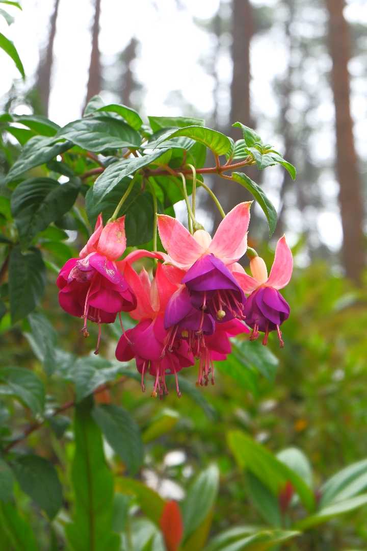 Fuchsia