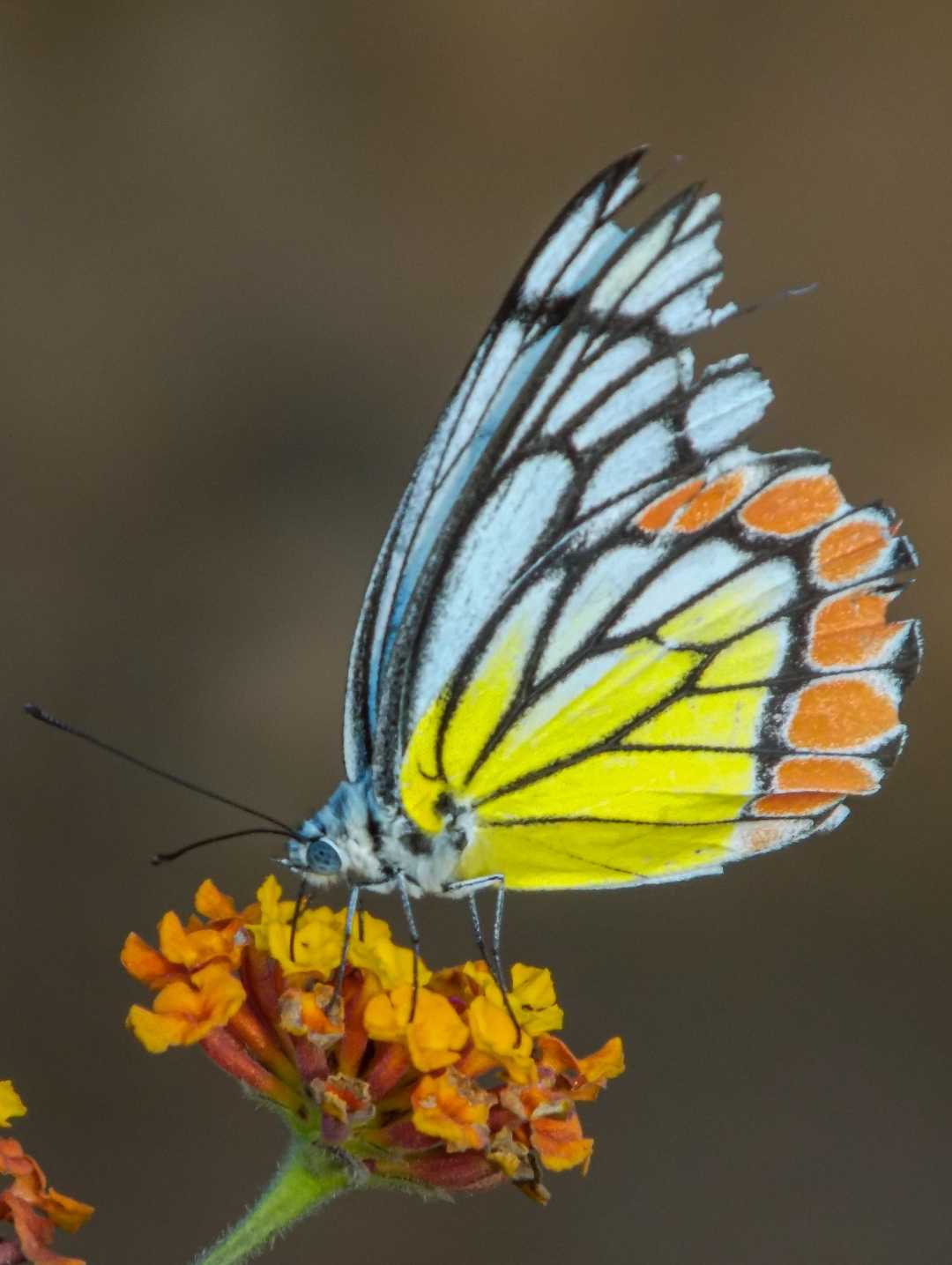 common Jezebel