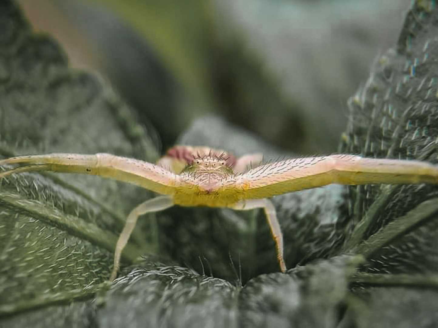 Misumenops