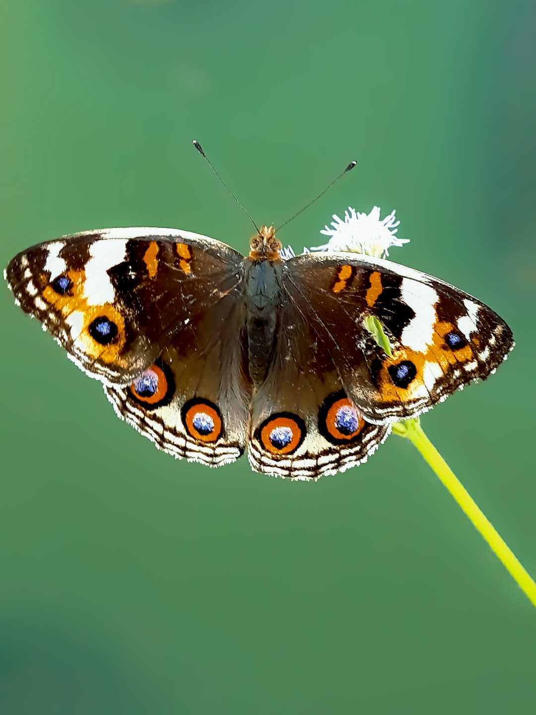 COMMON BUCKEYE 