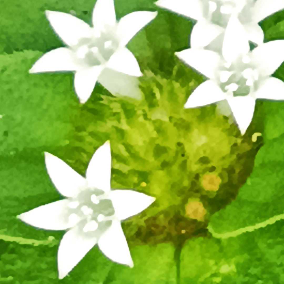 Rumput liar