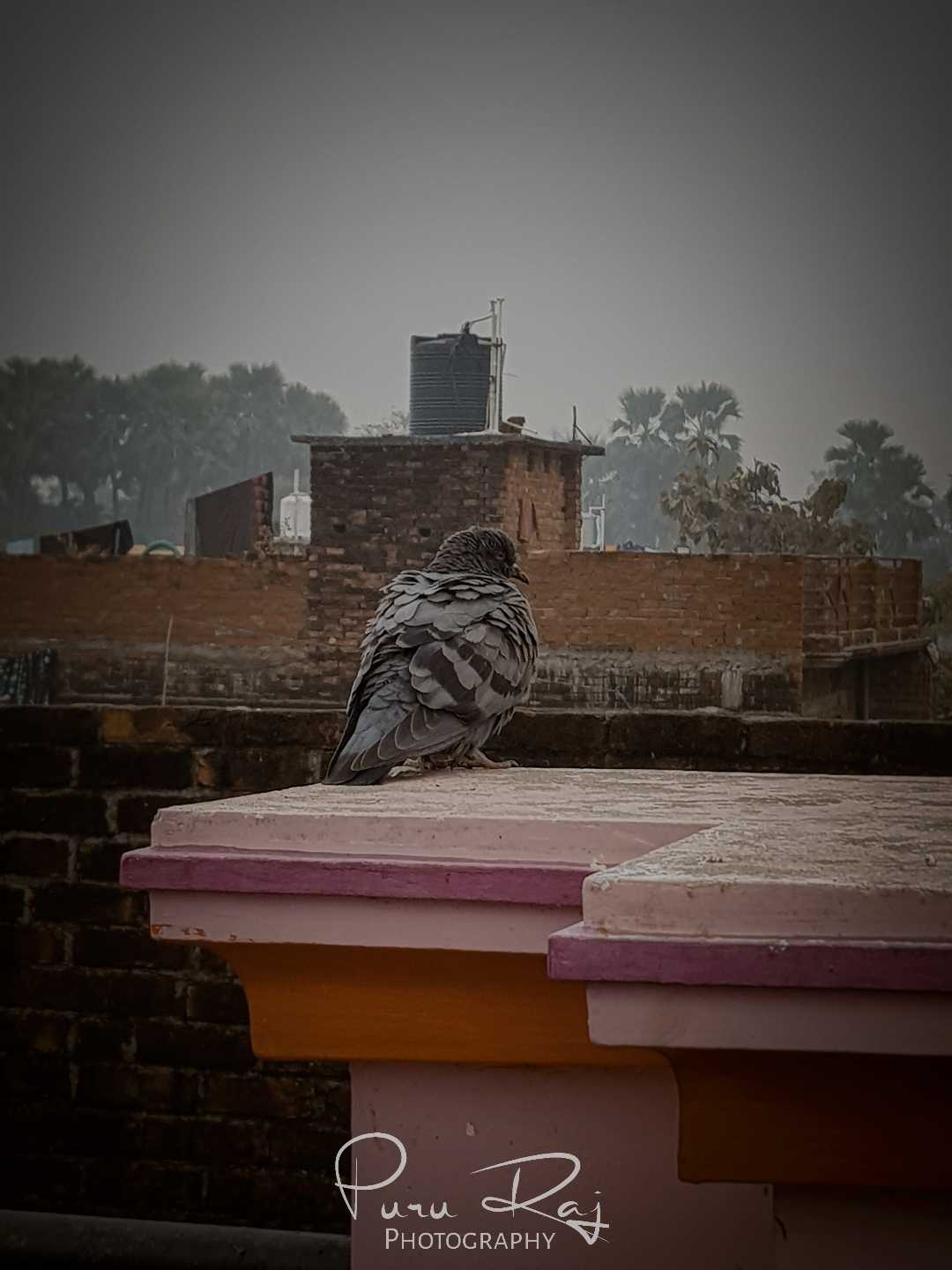Pigeon 