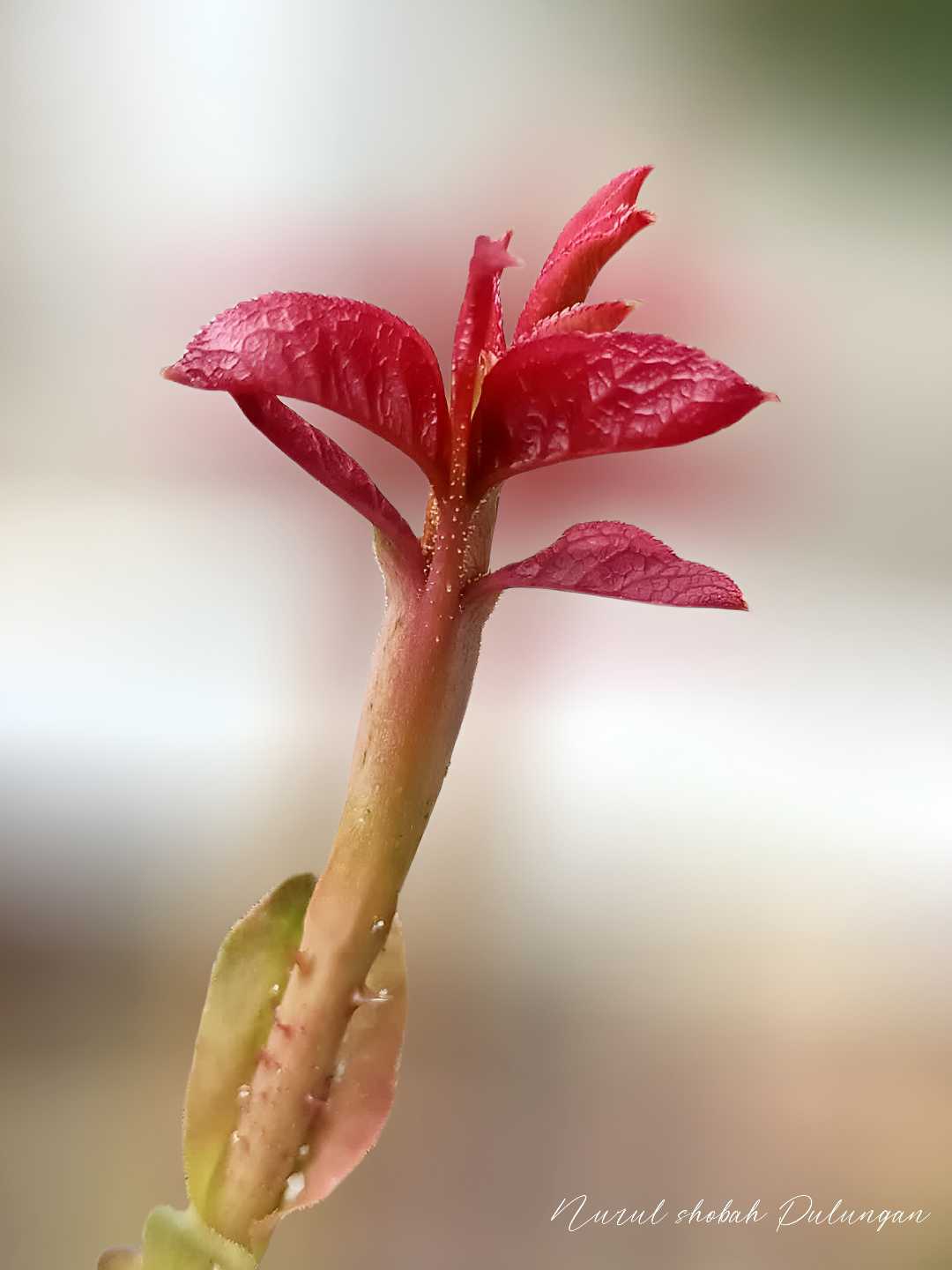 Daun Mawar