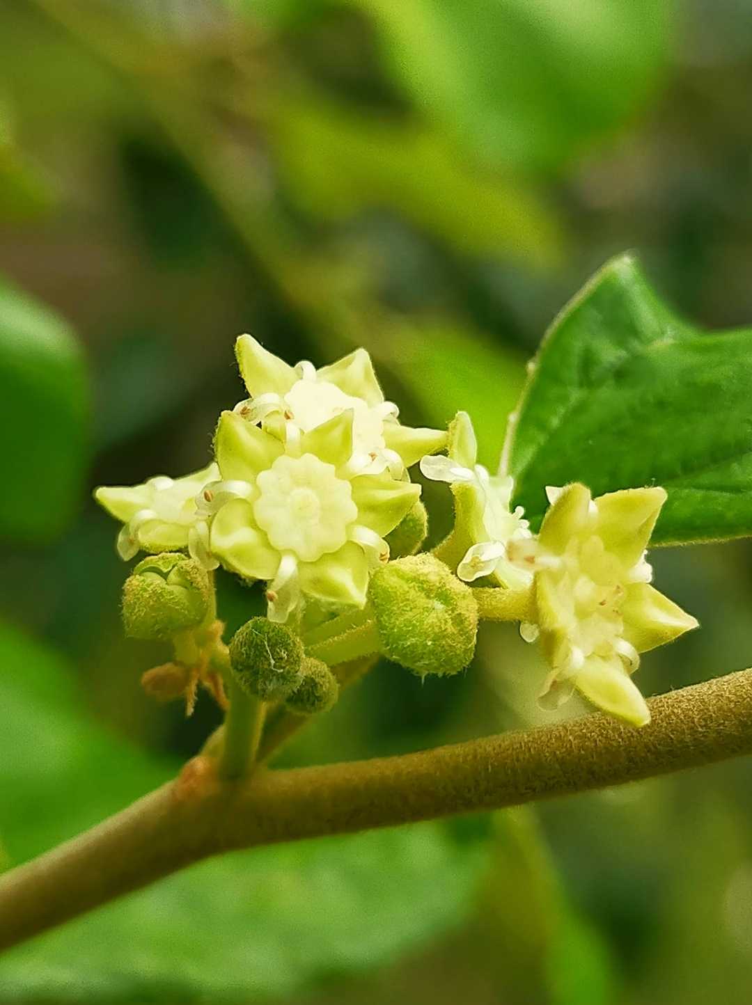 Bunga Apel India/Apel Futsa