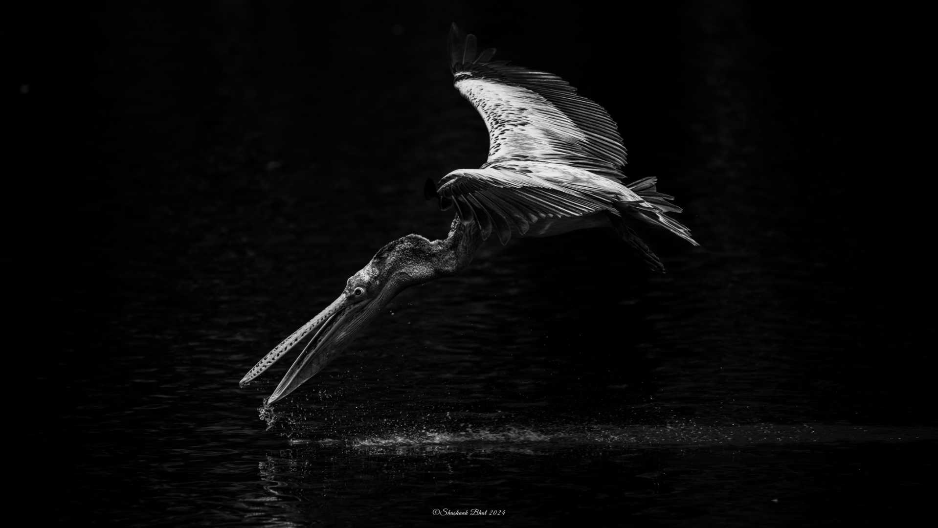 Pelican Scooping Water