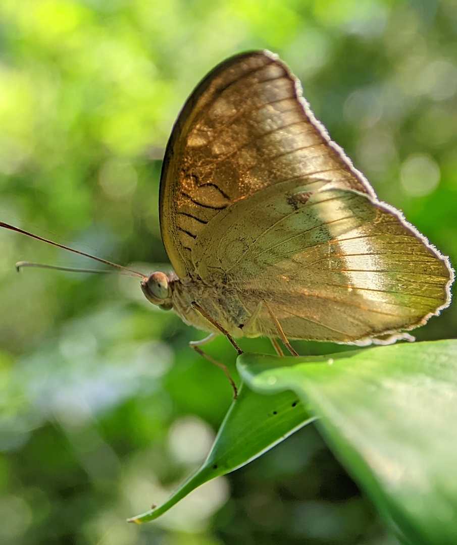 Kupu-kupu
