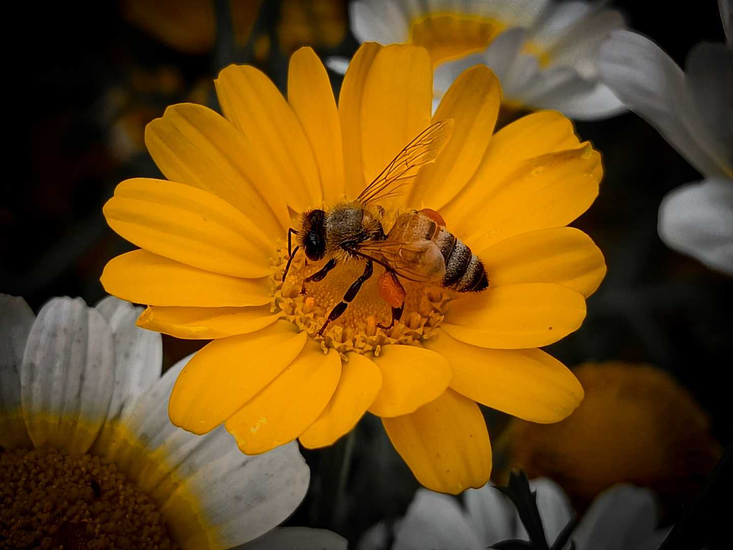 Bee.....