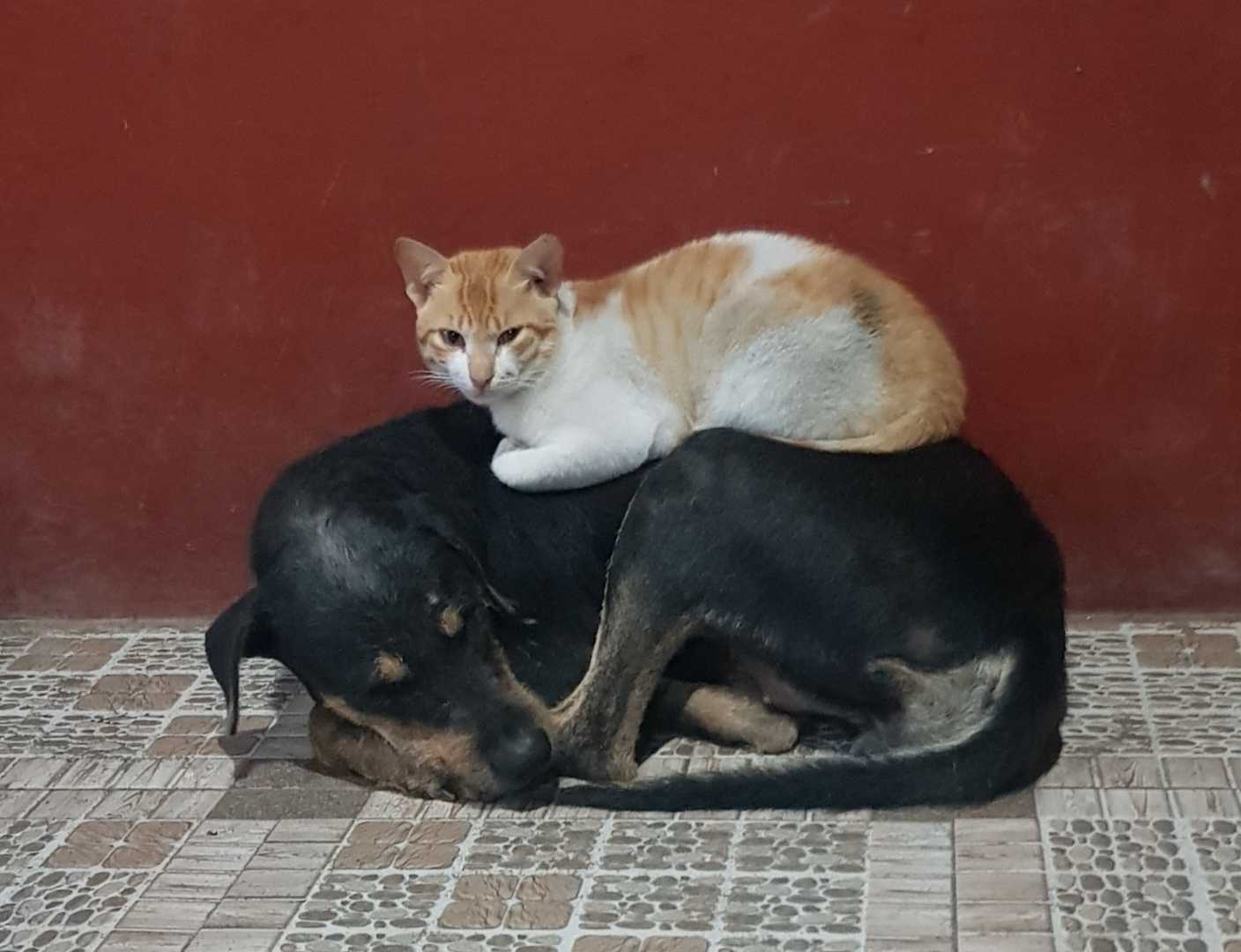 Cat and Dog