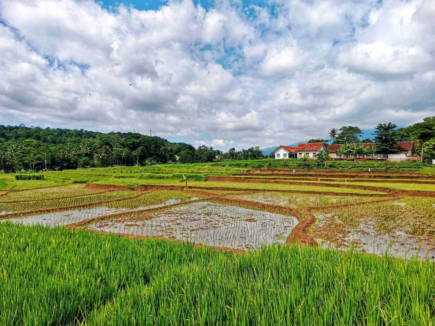 Sawah