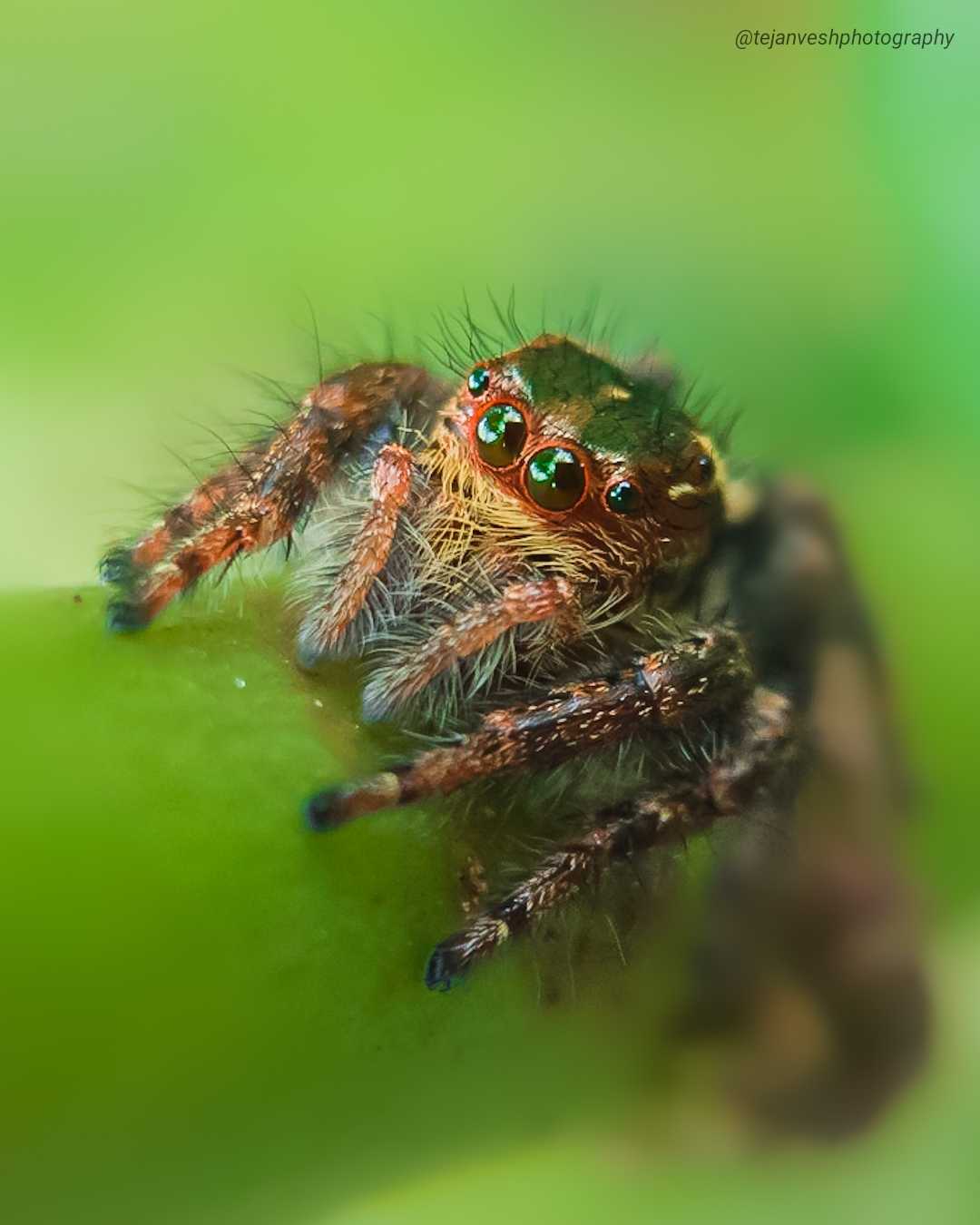 mobile macro photography