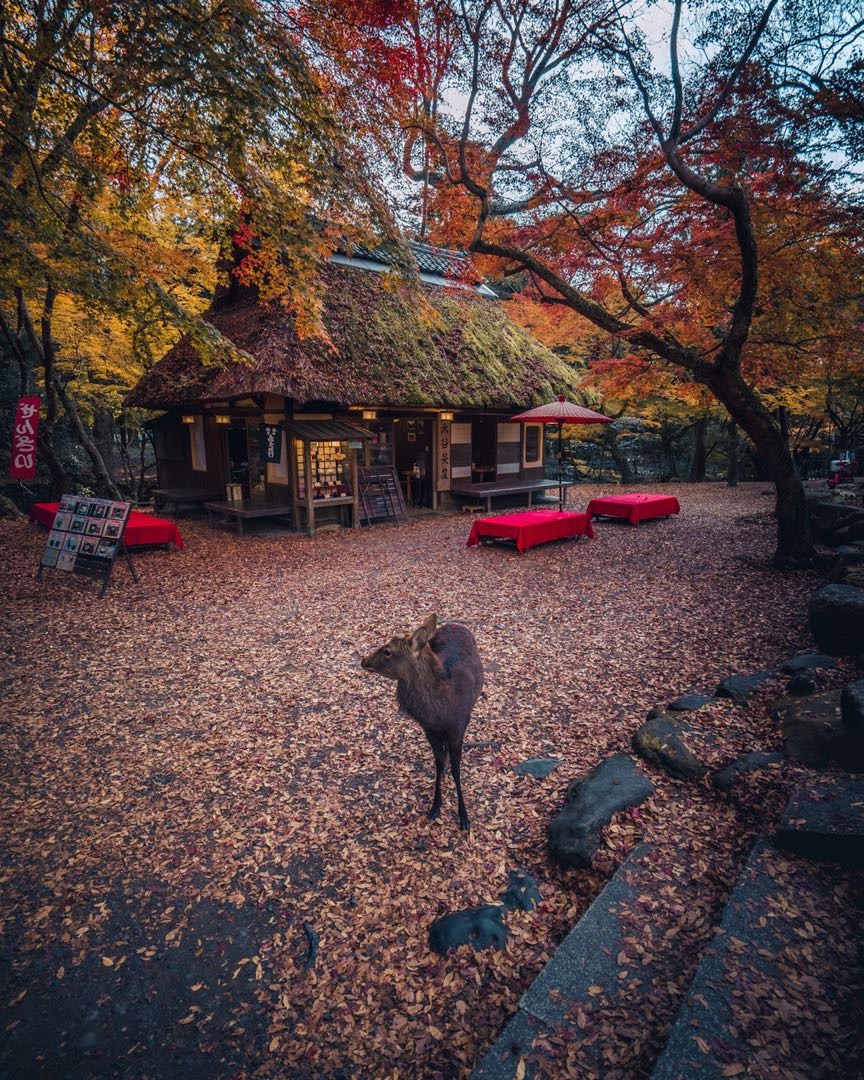 nara autumn vibes