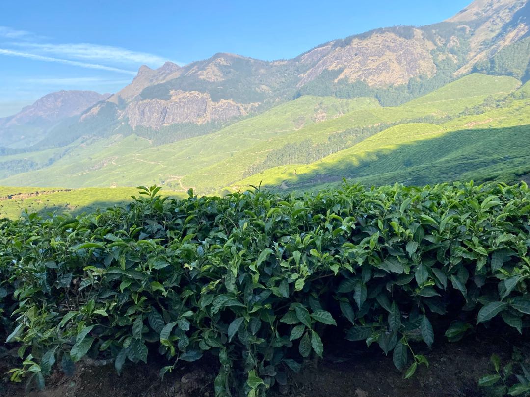 Tea Gardens of Munnar 