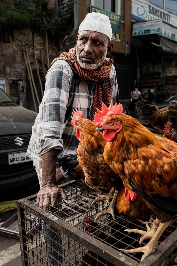 Roosters Market (Murgi Bazar, Bhopal) - Street Captures
