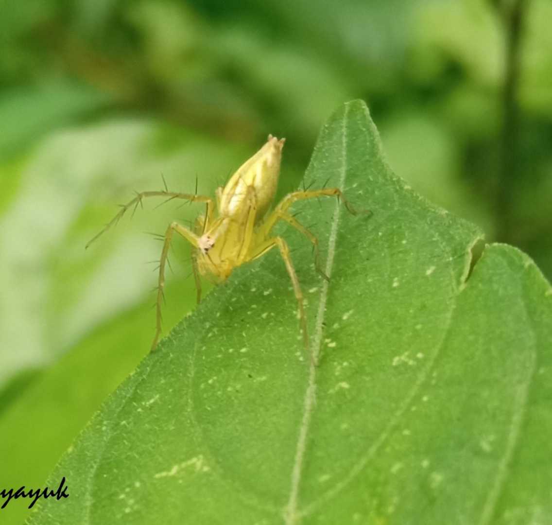 Yellow Translucent 