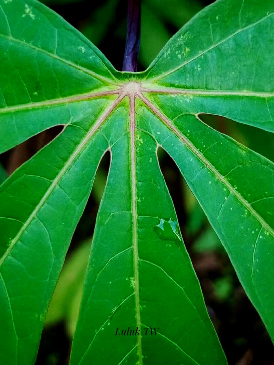 Daun ketela pohon ( singkong) 
