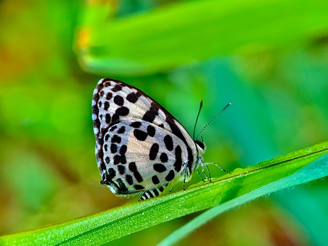 Kupu kupu pierrot 