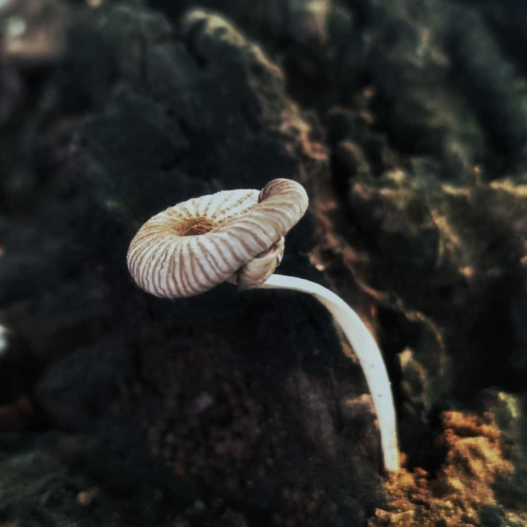 Jamur / Fungi