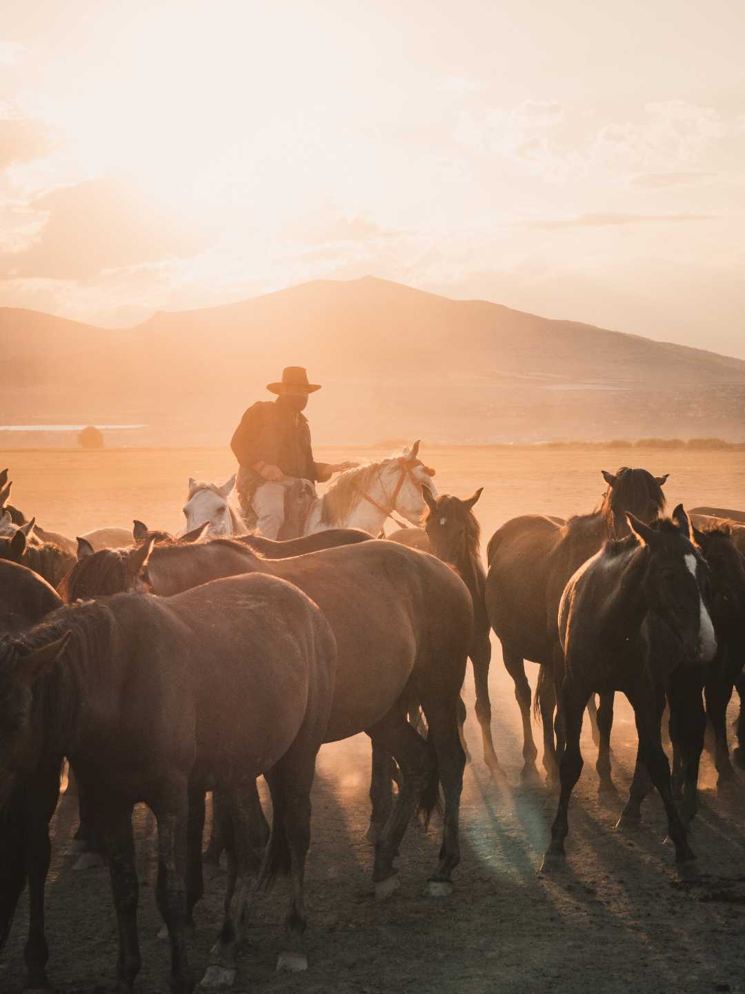 wild horses of Anatolia 