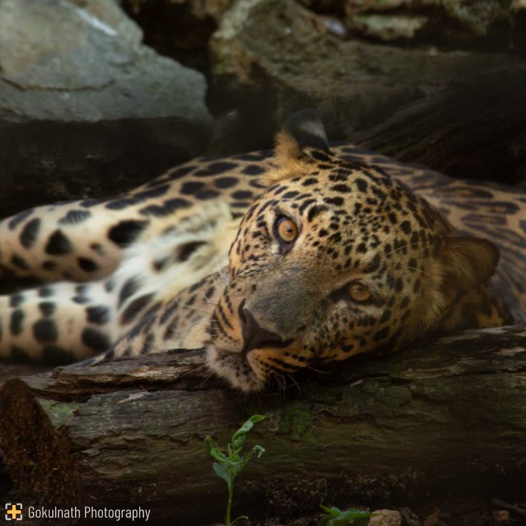 The Leopard Series