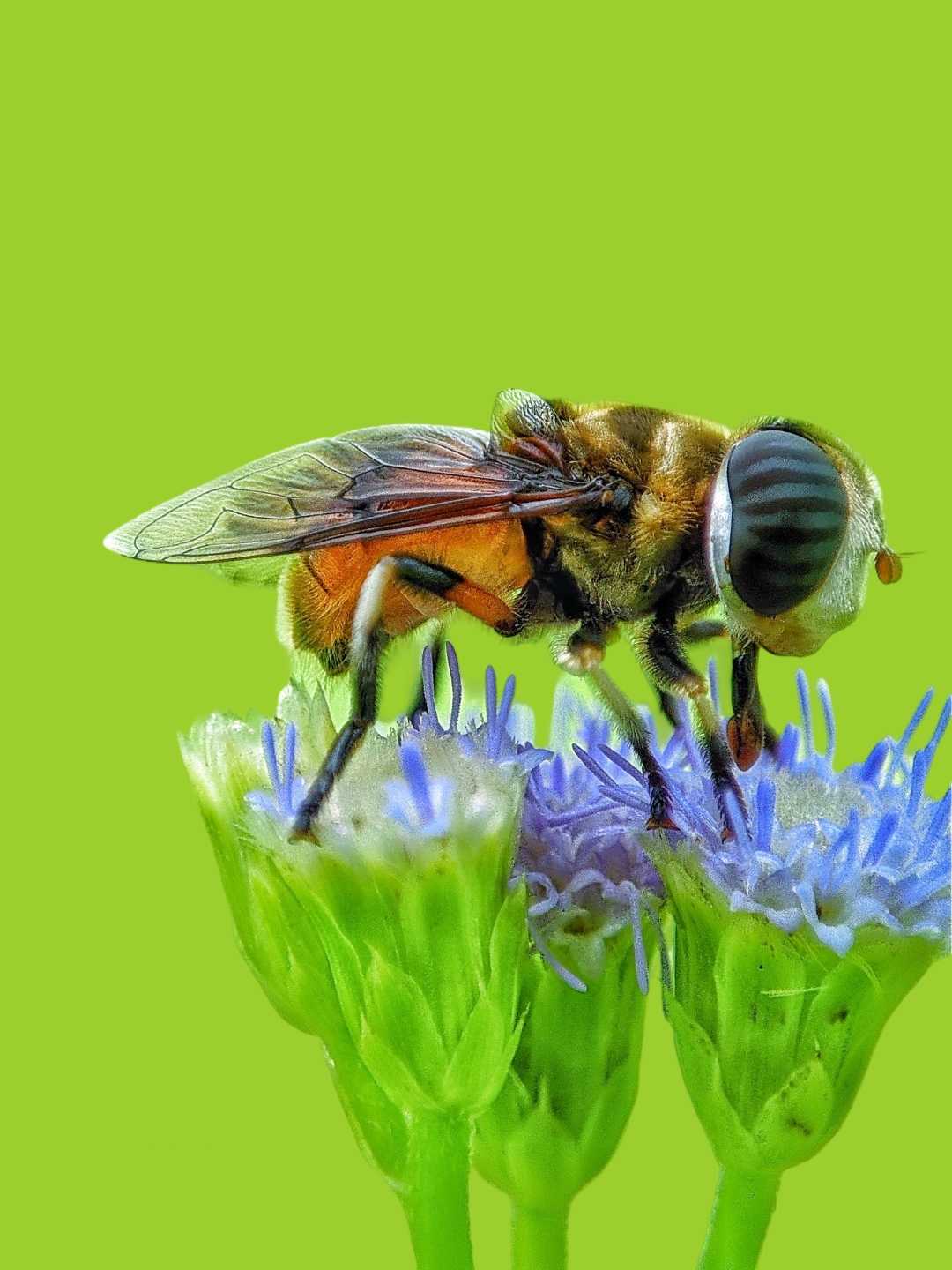 macro