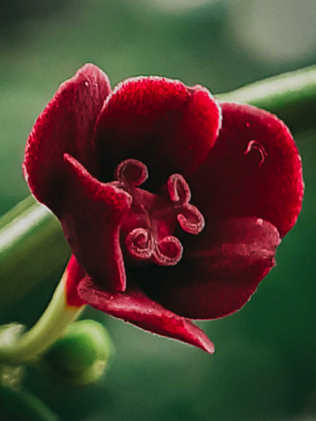 Bloom