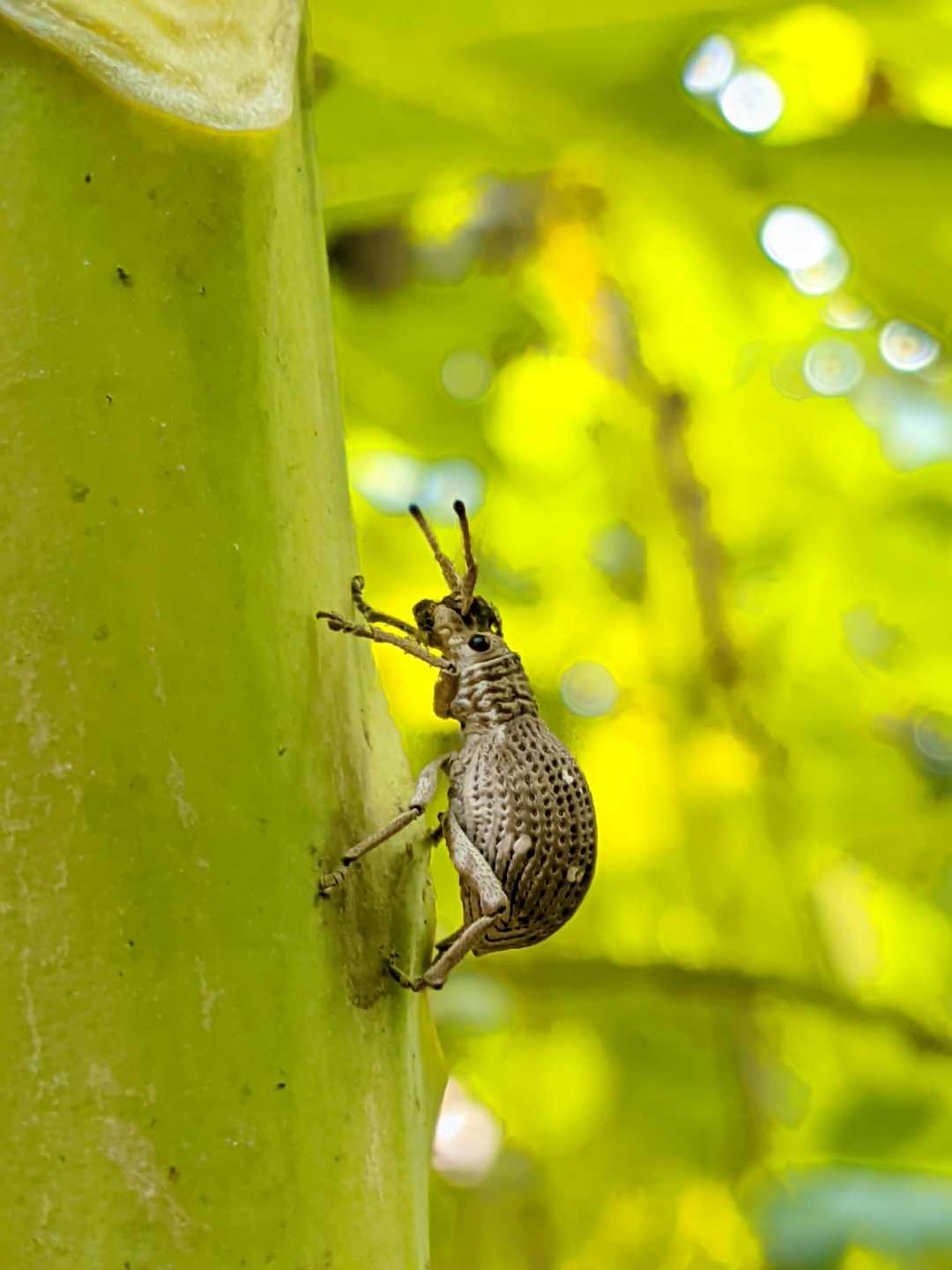 insect