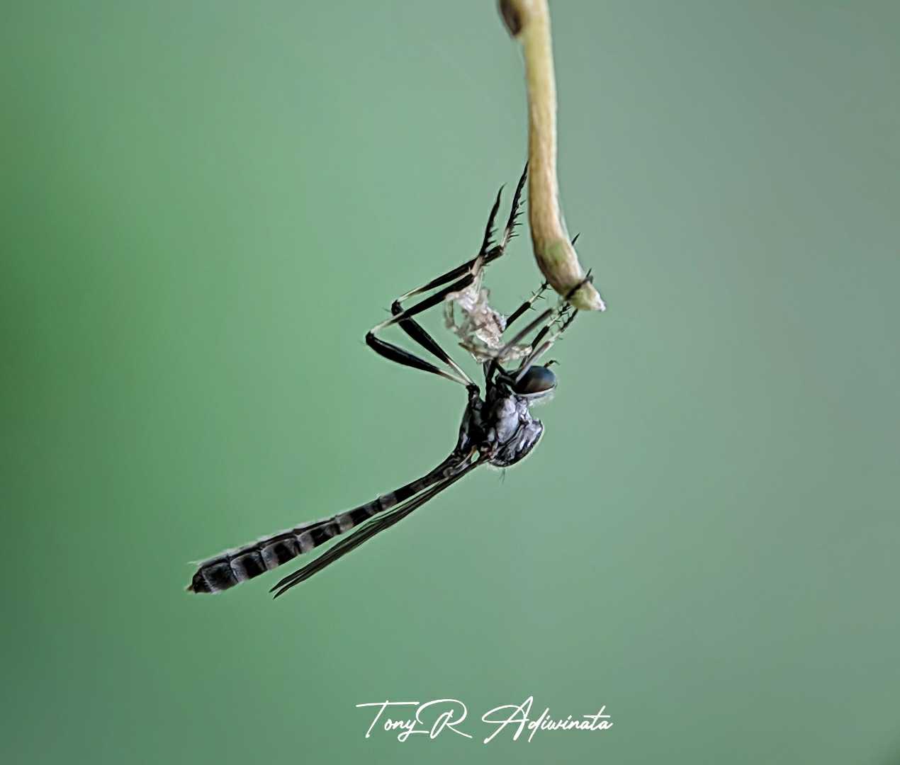 LEPTOGASTER
