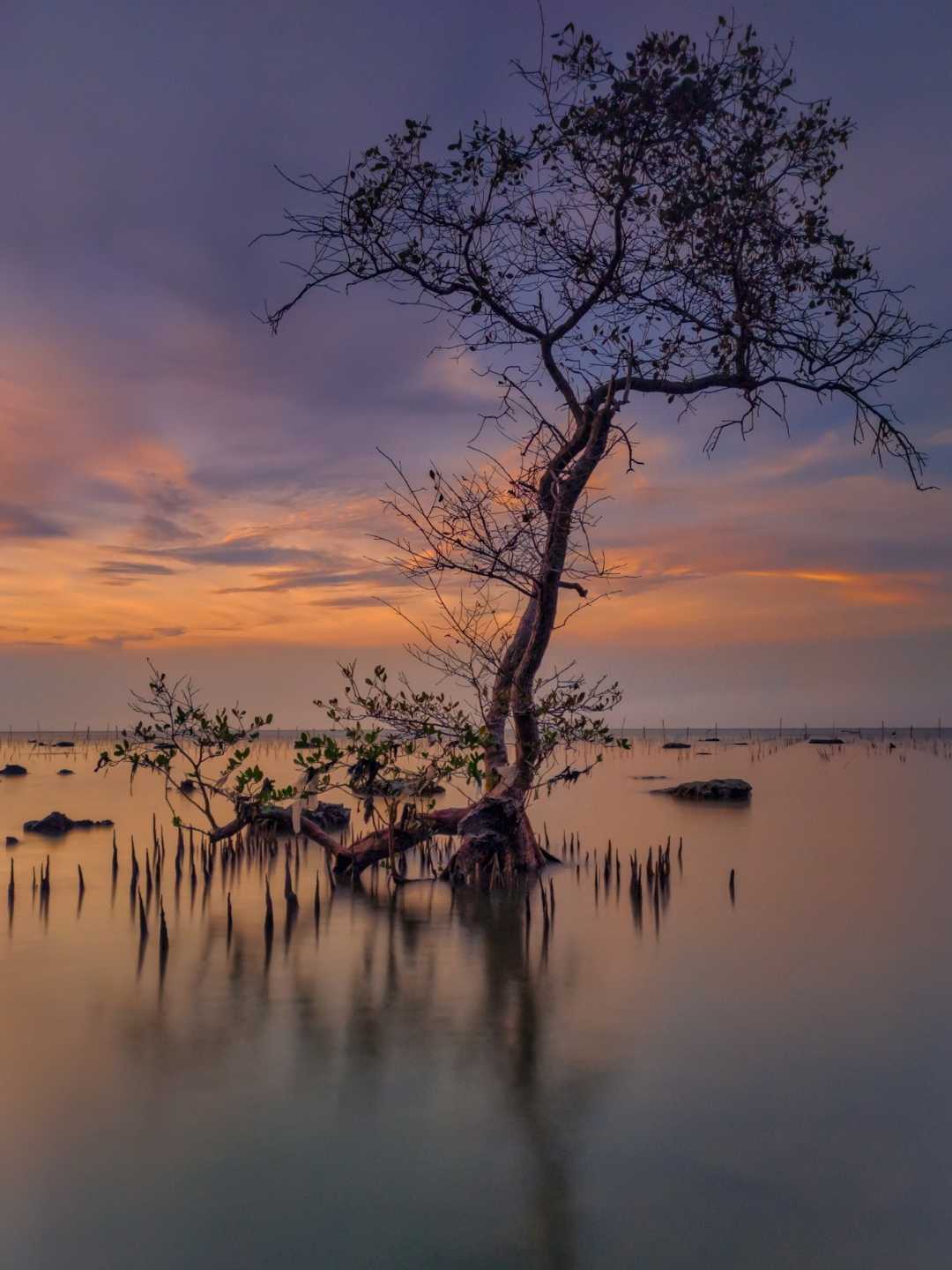 Bakau api api