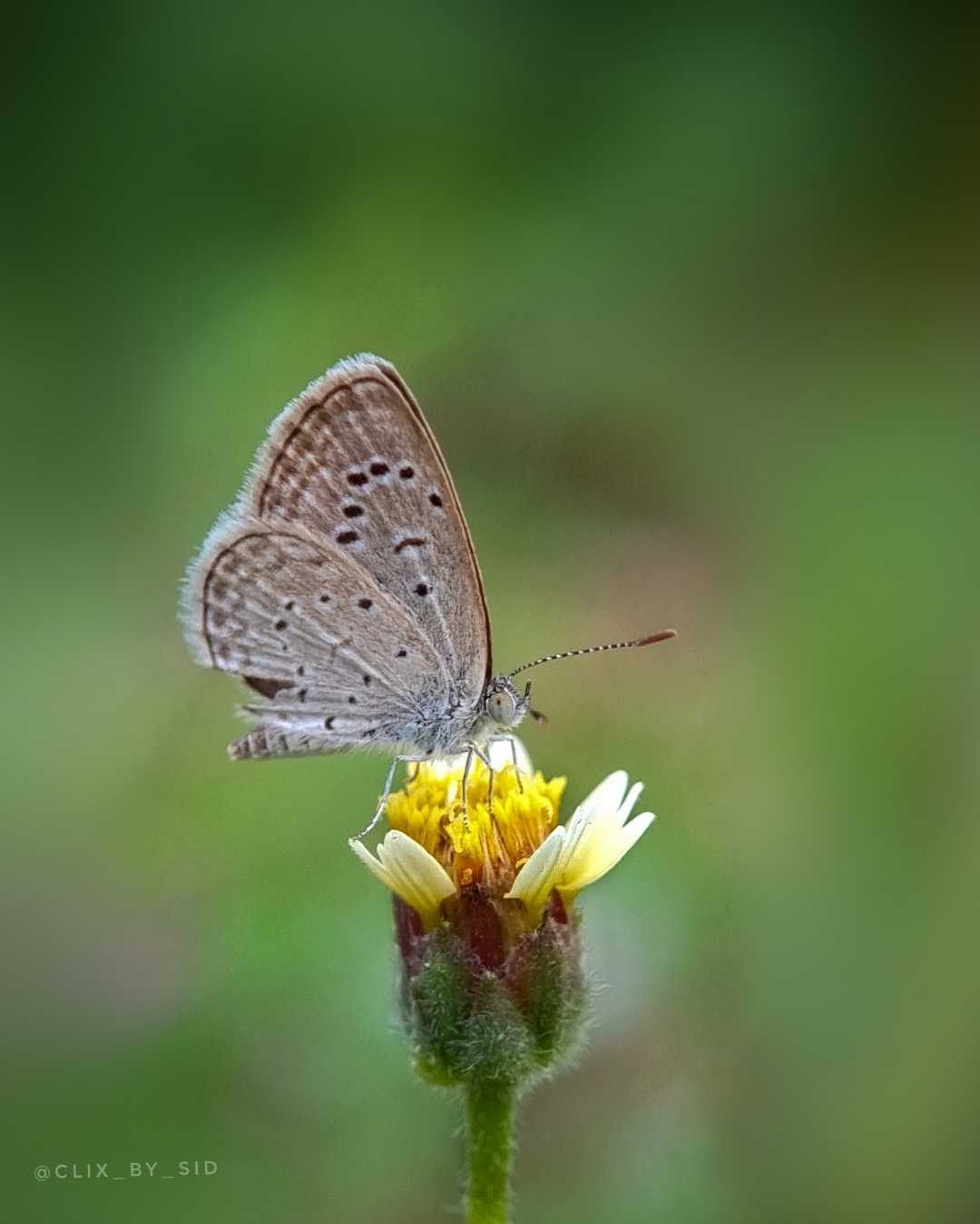 Tiny Grass Blue 