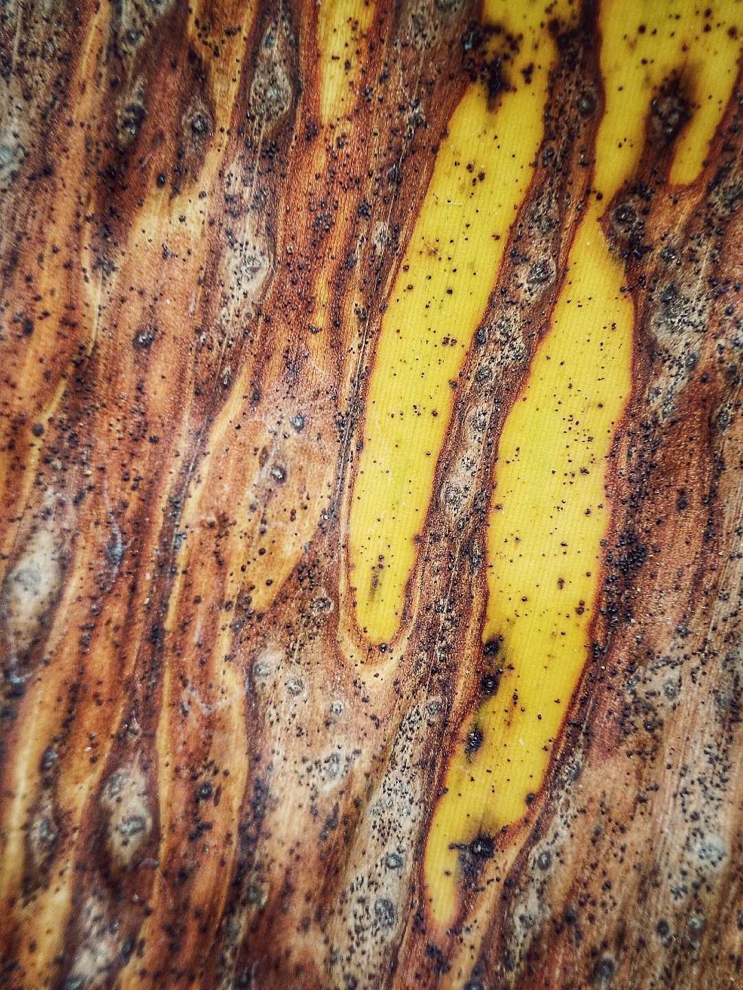 MACRO (DAUN PISANG KERING)