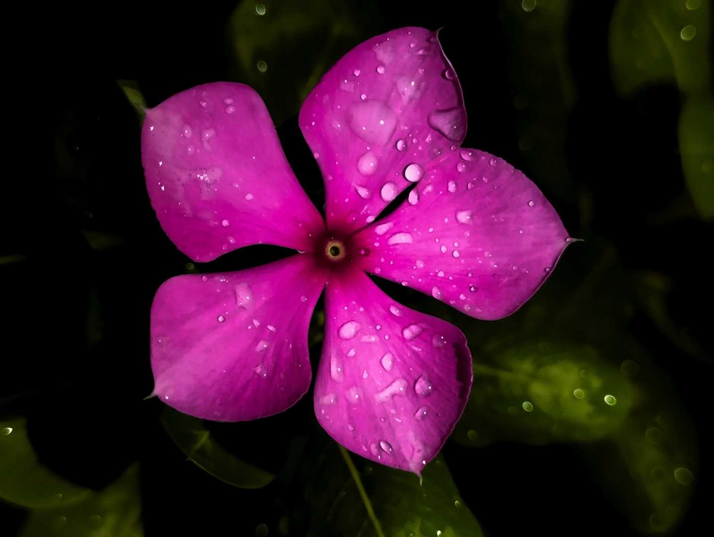 Madagascar Periwinkle
