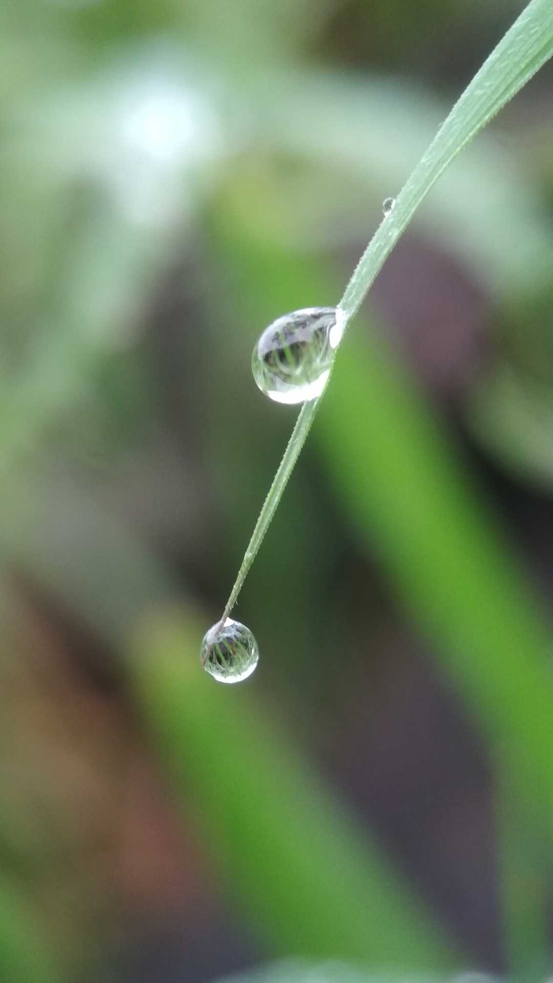 Embun pagi 