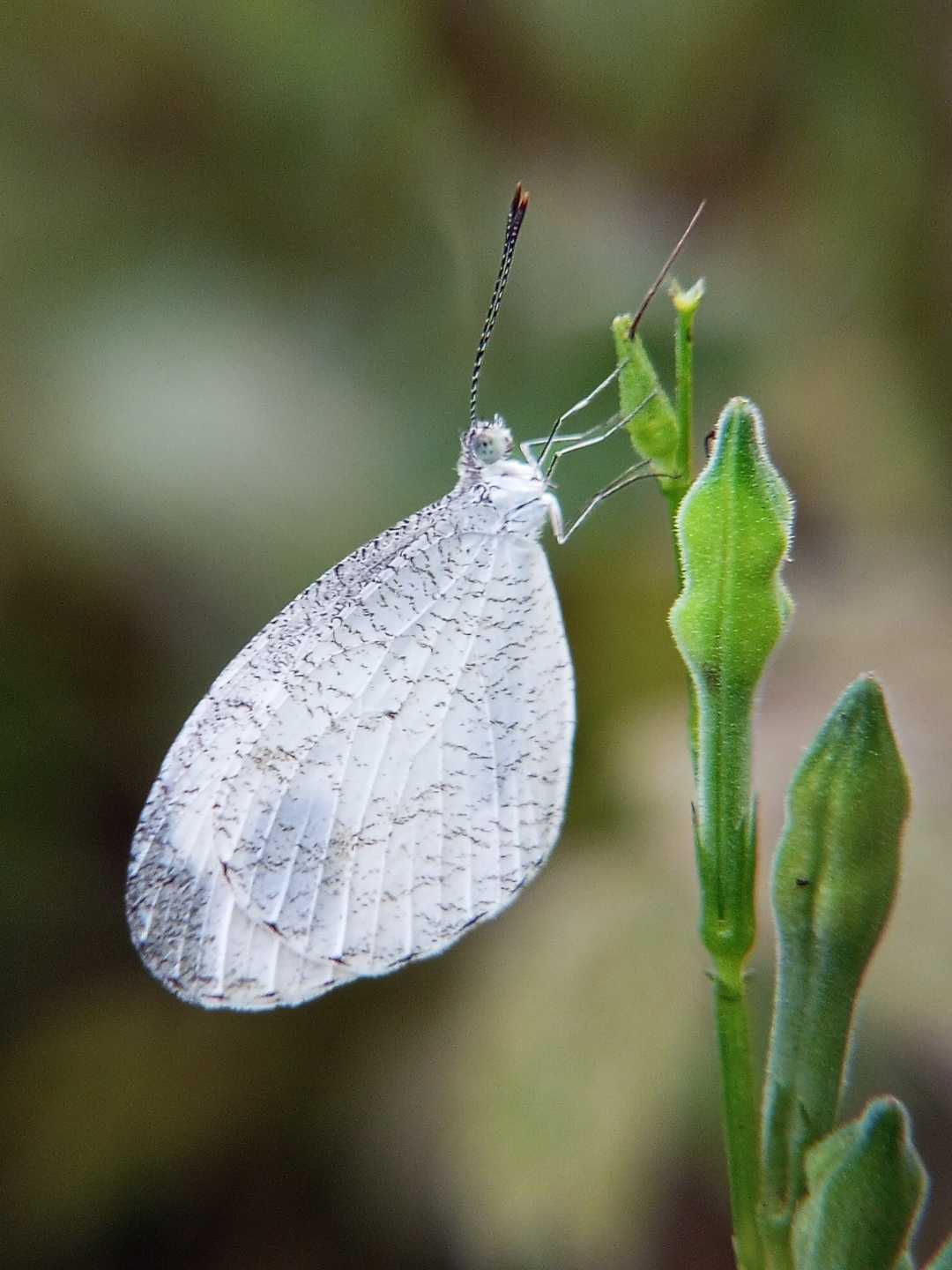 Leptosia nina