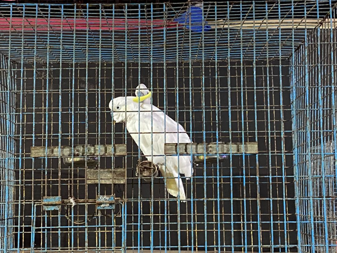 cockatoo 