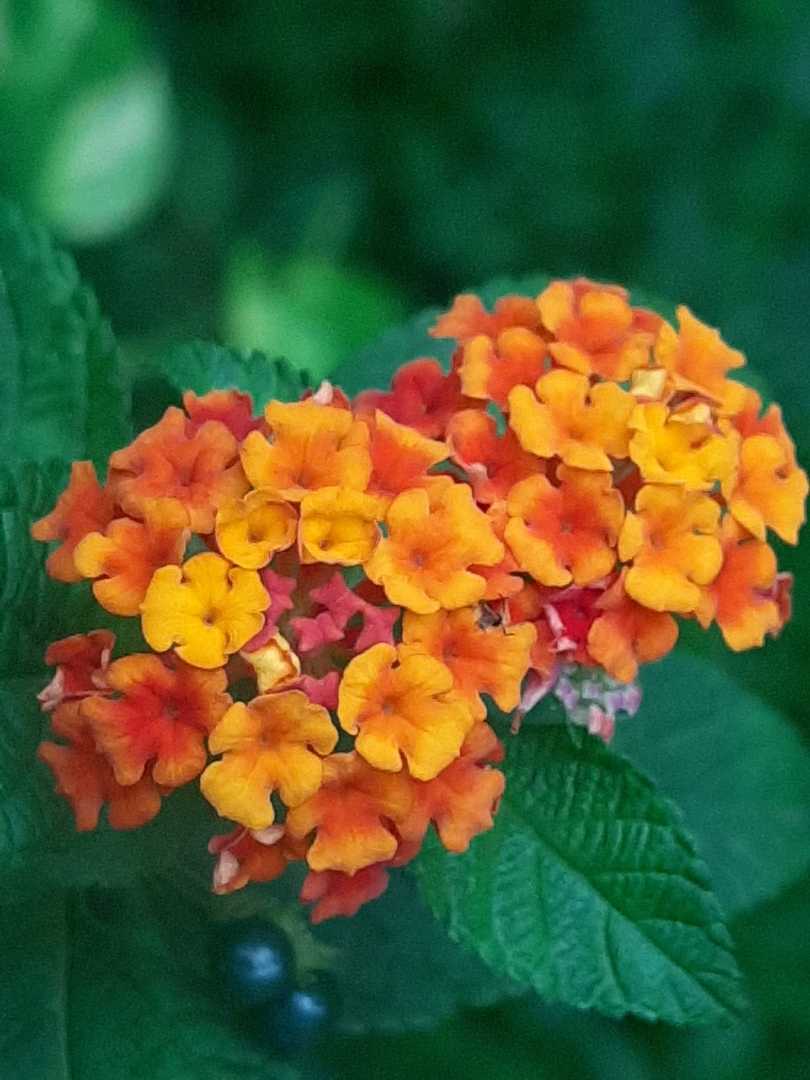 Manfaat Lantana Camara