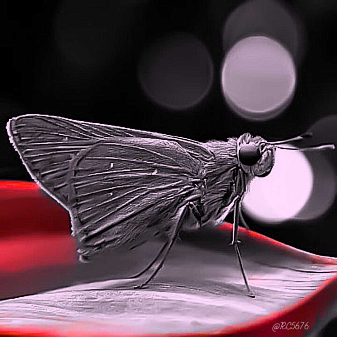 Borbo Cinnara