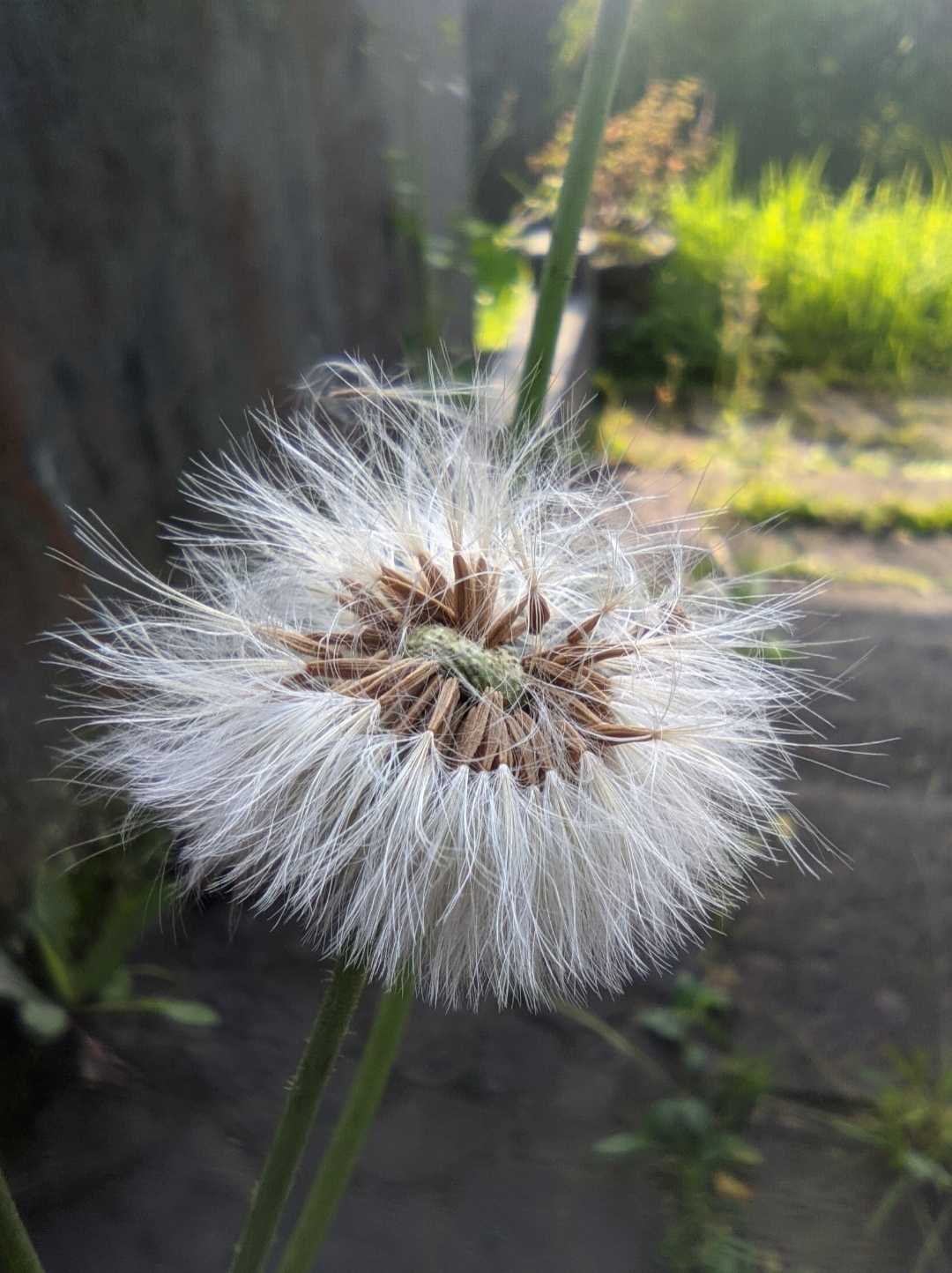 Emilia sonchifolia