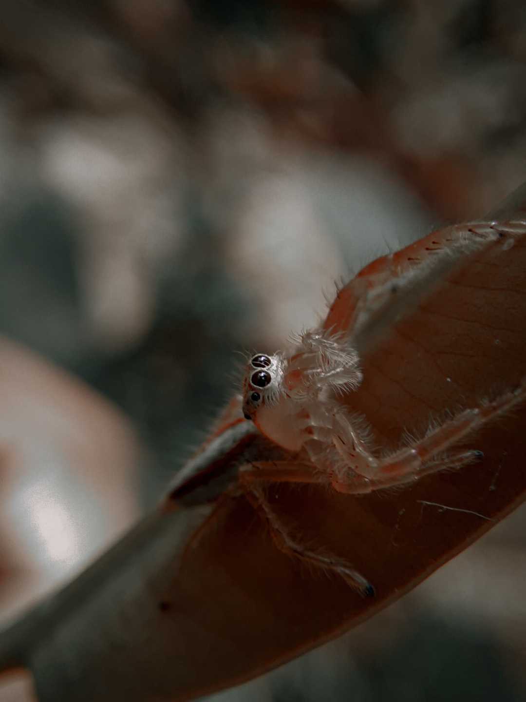 Telamonia dimidiata

