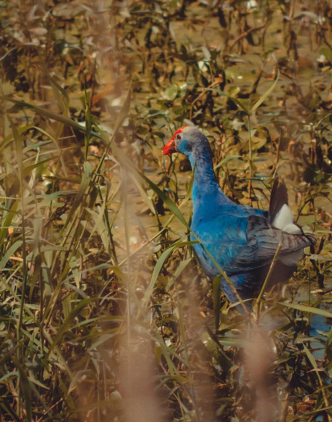 Grey-headed swamphen